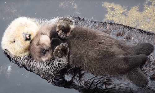 Sauvez les loutres !