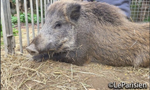 Sauvons Maurice, le jeune sanglier rescapé promis à l’euthanasie !