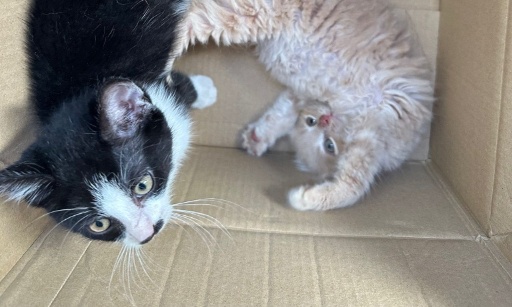 Pétition contre la maltraitance animale – Soutenons “Mon Toit Pour Toi”