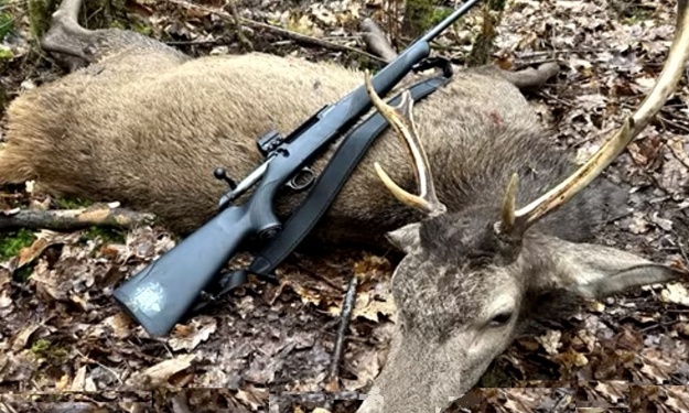 Stop à l’abattage massif des cervidés Pour une vraie gestion durable de la forêt