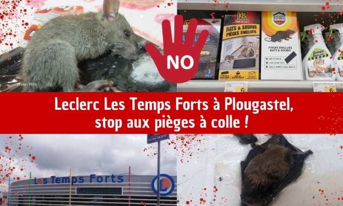 Non aux pièges à colle au Leclerc Les Temps Forts à Plougastel