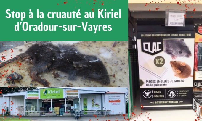 Stop à la cruauté animale au Kiriel d’Oradour-sur-Vayres