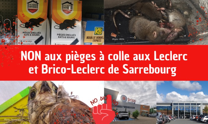 NON aux pièges à colle aux Leclerc et Brico Leclerc de Sarrebourg