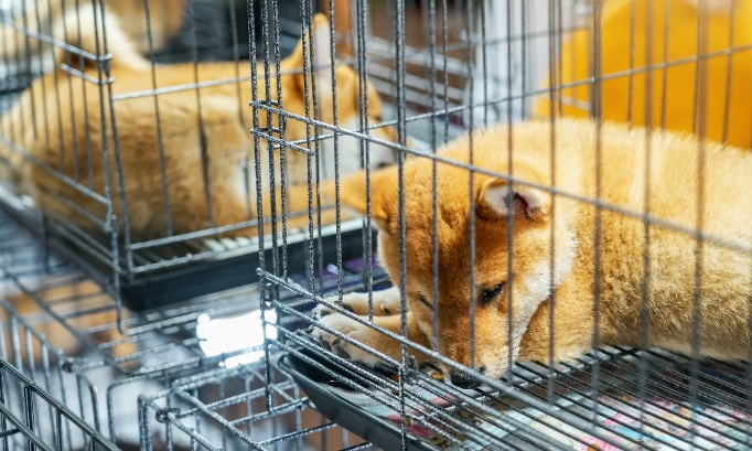 Les chiots ne sont pas des produits, ils méritent de l'amour, pas des cages