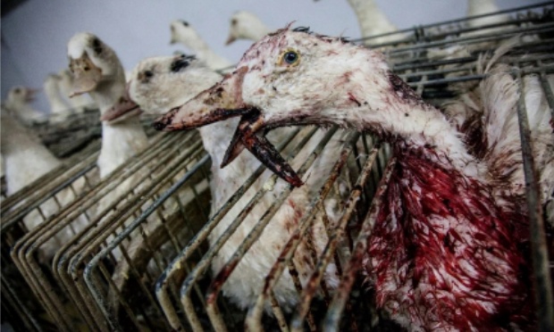 Stop au gavage des canards et des oies ! Pour un Noël 2025 sans foie gras !!!