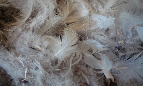 Interdiction de tous les matériaux d'origine animale dans nos accessoires cosmétiques !