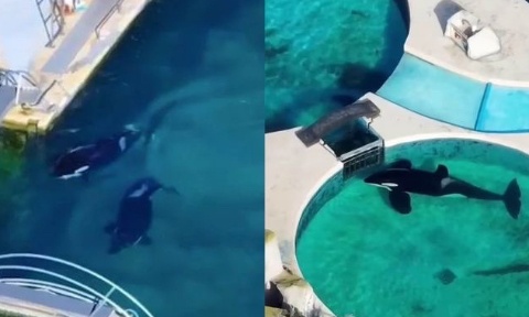 Pour la liberté des animaux de Marineland