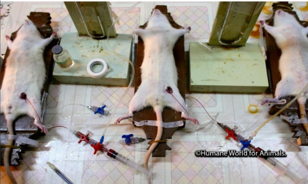 Pour l'arrêt immédiat de l'expérimentation animale en France