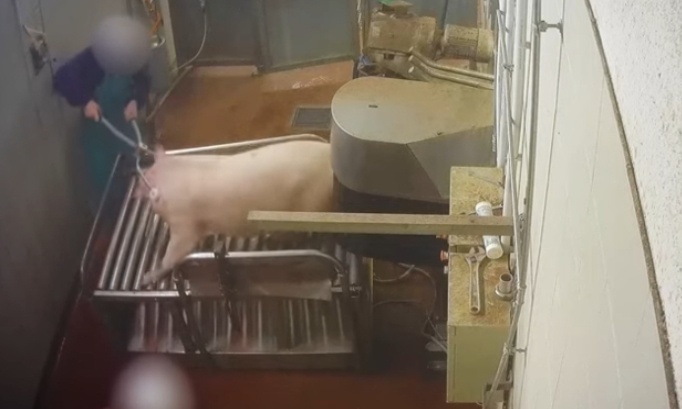 Stop à la cruauté dans les abattoirs, agissons maintenant !