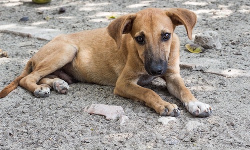 Sauvez un chien battu !