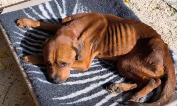 Zaf, un chien sauvé de l'enfer : une peine maximale pour ses tortionnaires !