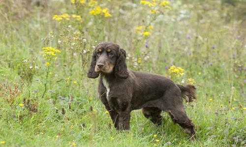 Devenir du cocker menacé d’euthanasie