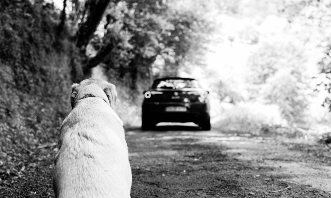 Pour une loi plus sévère contre l'abandon des animaux