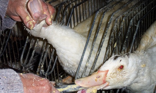 Stoppons le massacre animalier