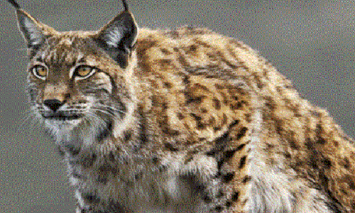 Maltraitance animale