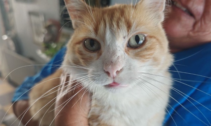 Justice pour Rémi et Dominique : Arrêtons les amendes absurdes contre les chats errants !