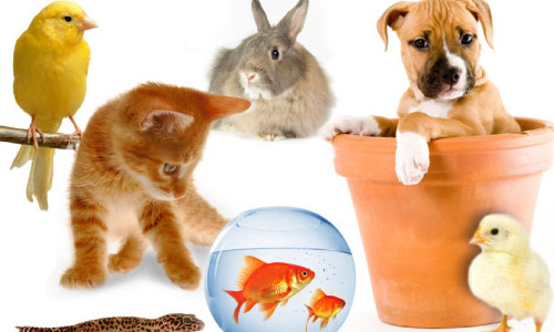 Cesser les exécutions abusives de chiens et de chats en France