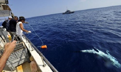 Ne plus jamais voir de chien mourir en servant d'appâts vifs pour pour la pêche aux requins