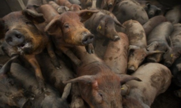 Pour un meilleur traitement des animaux et leur respect