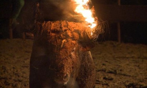 Abolir ces pratiques barbares sur les taureaux