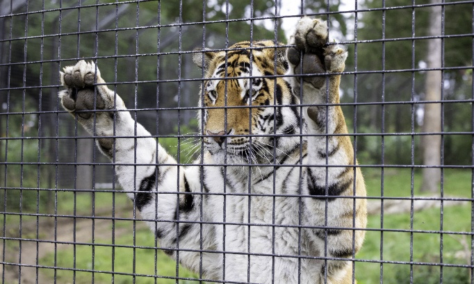 Pour de meilleures conditions de vie pour les animaux