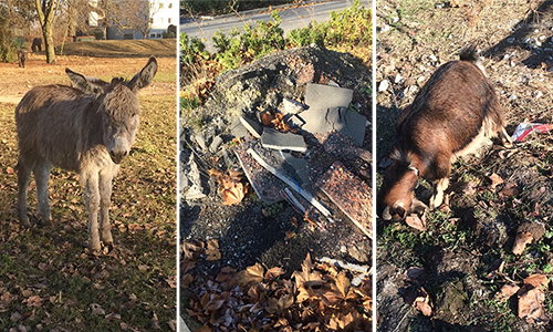Non aux cirques avec animaux à Lens !