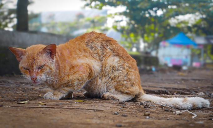 Pour la stérilisation gratuite des chats en France