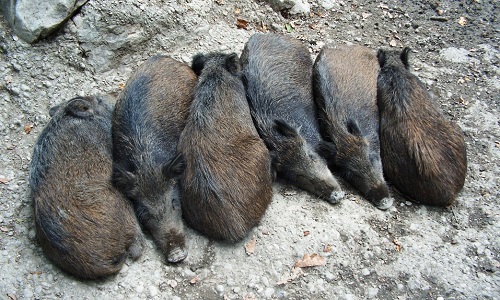 Interdire la pratique des battues