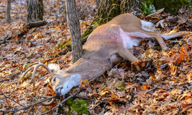 Pour un arrêt total de la chasse en France