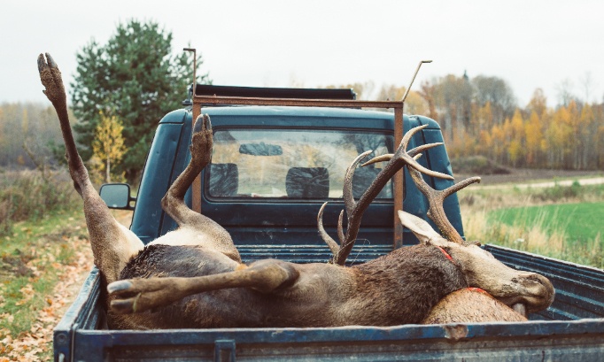 Stop à la cruauté envers nos compagnons animaux !
