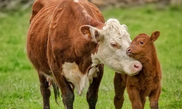 Justice pour la vache et son veau maltraités en Corse : que les mineurs soient sanctionnés