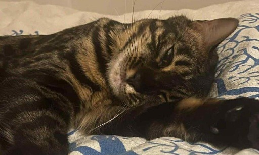 JUSTICE pour la petite CALICE tuée par balle et empalée à Castillon-la-Bataille (33)