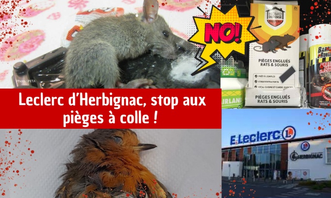 Leclerc d’Herbignac, stop aux pièges à colle