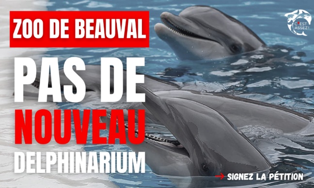 NON à un delphinarium à Beauval : l'exploitation des cétacés, c'est terminé !