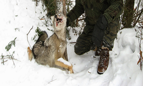 Abolition du piégeage qui tue des animaux, menace des espèces protégées et notre sécurité en forêt