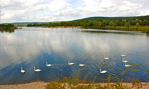 Stop aux déjections canines à l'étang du Gallardon à Vernouillet (78540)