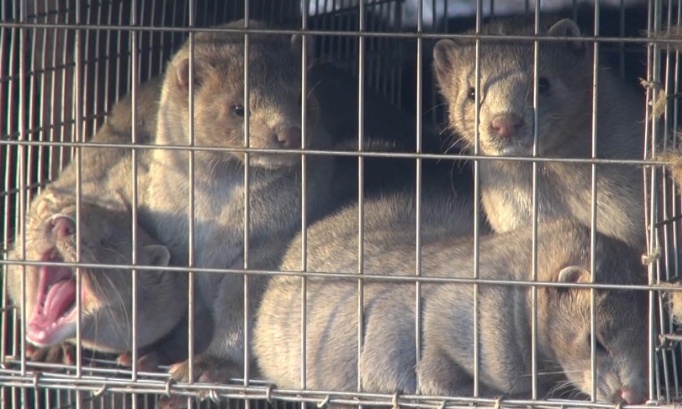 Pour l'interdiction de l’élevage pour la fourrure en Europe !