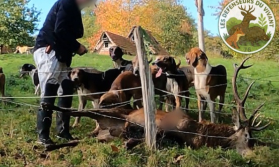 Chasse à courre 76 : demande de sanctions