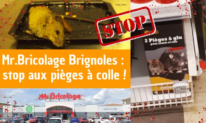Non aux pièges à colle au Mr.Bricolage Brignoles