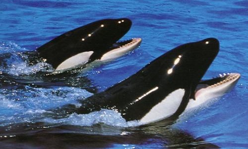 Contre les Marinelands