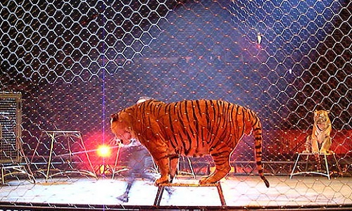 Non aux cirques avec animaux à Montpellier