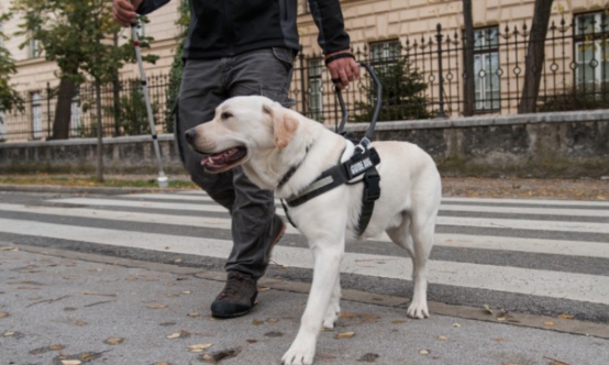Stop aux refus des chiens d’assistance ! Liberté d’accès pour tous
