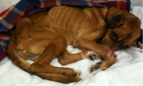 Peine de prison pour maltraitance animale