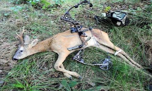 Halte à la chasse au gibier