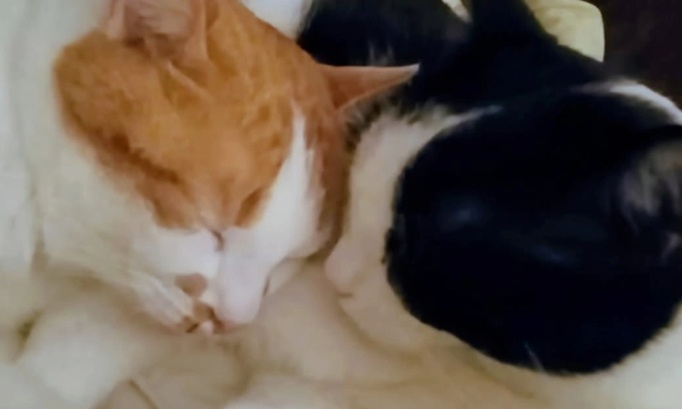 Attention aux animaux sur les routes de campagne