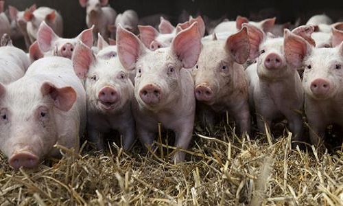 La vidéosurveillance dans les abattoirs