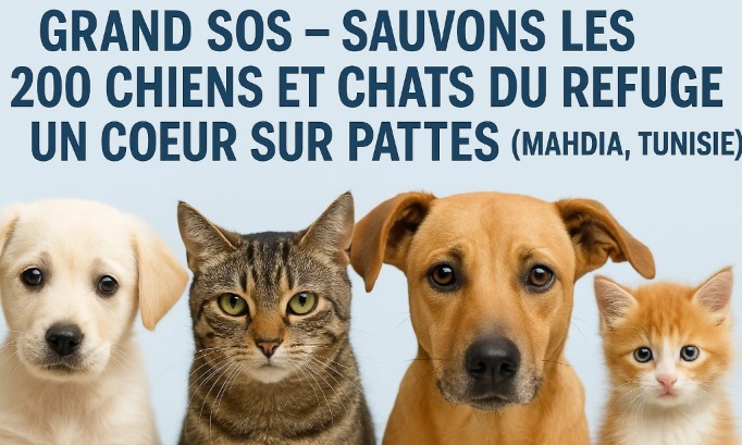 GRAND SOS – Sauvons les 200 chiens et chats du refuge Un Cœur sur Pattes (Mahdia, Tunisie)