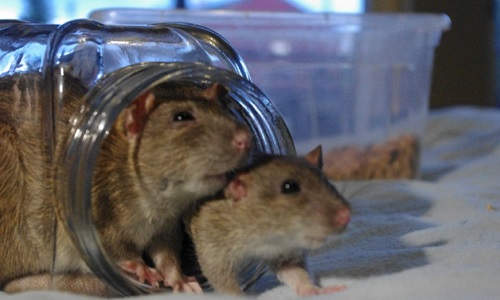 Les rats envahissent le quartier de l'école !