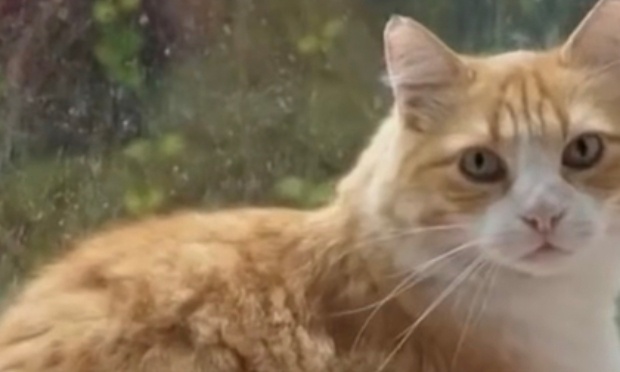 Annulation d’une décision de justice absurde contre une propriétaire de chat à Béziers