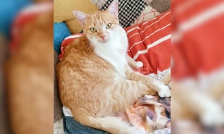 SOS pour la petite association Bastet : le retour !